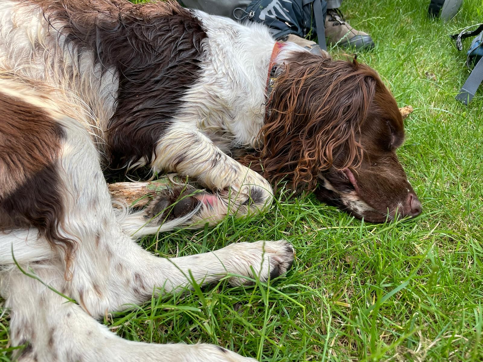 a springer spaniel dog asleep on the grass