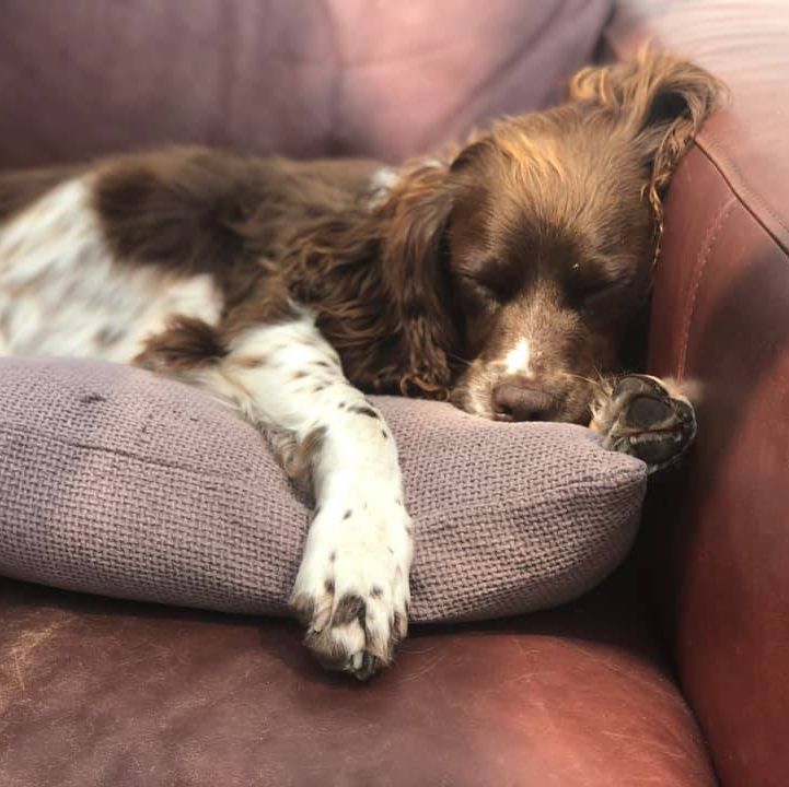 An English SPringer Spaniel asleep on a cushion on a brown leather sofa