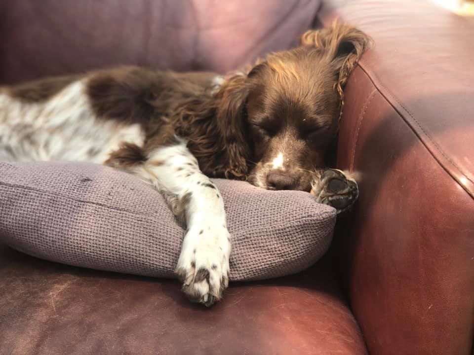An English SPringer Spaniel asleep on a cushion on a brown leather sofa